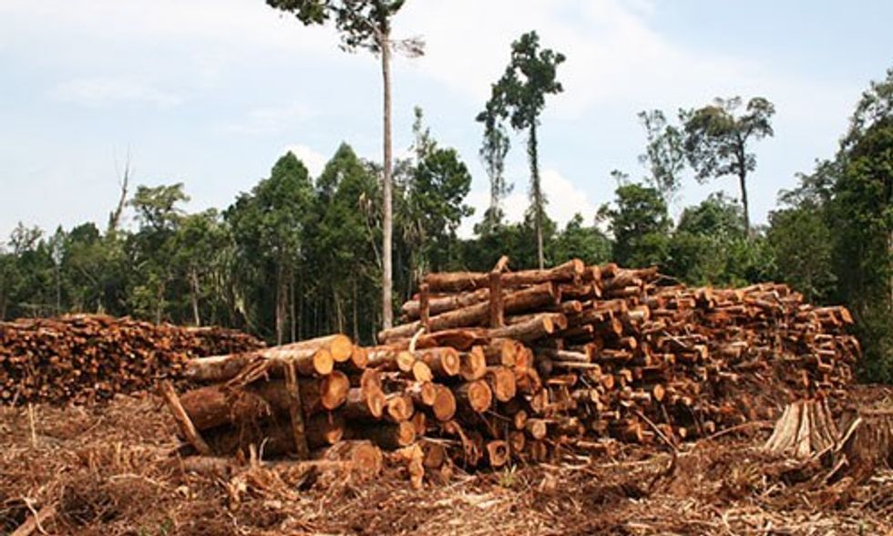3 Ways the Marketplace Could End Rainforest Deforestation