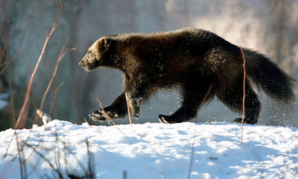 Wild Baby Wolverines Make On-Screen Debut in Remarkable New Documentary