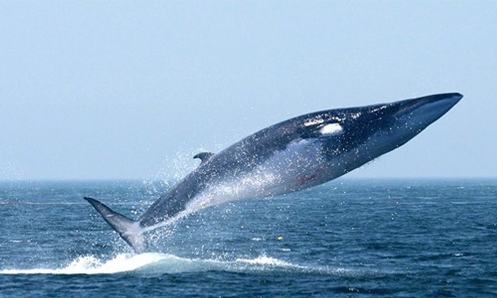 How You Can Help Save the Whales by Eating the Right Fish