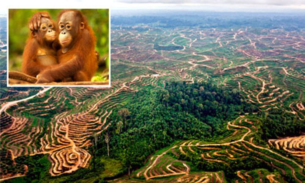 Palm Oil Scorecard: Find Out Which Brands Are (and aren't) Helping Save Indonesia’s Rainforests