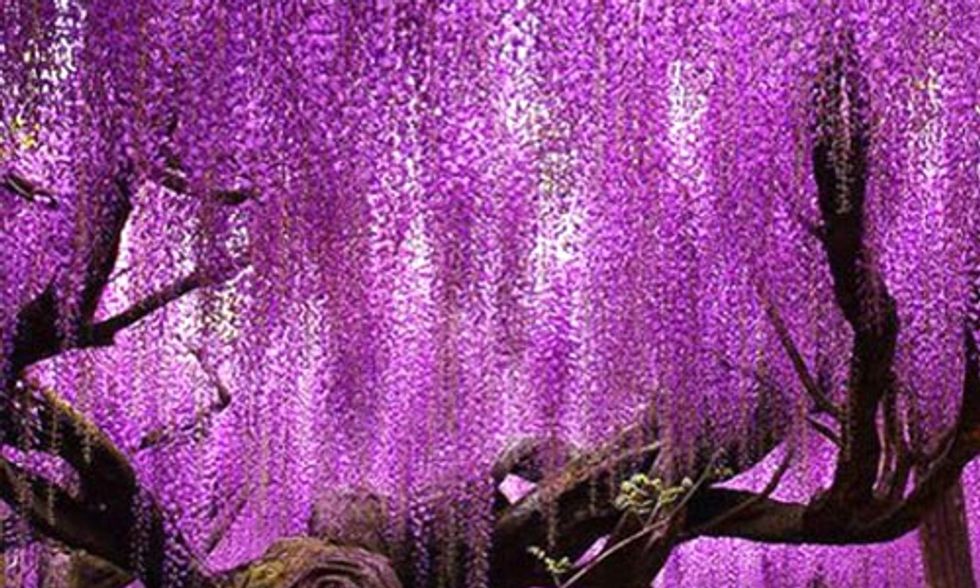20 Stunning Photos of the World's Most Beautiful Trees