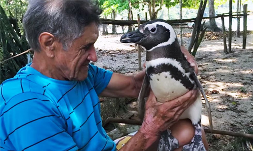 Penguin Swims 5,000 Miles Each Year to Visit the Man Who Rescued Him