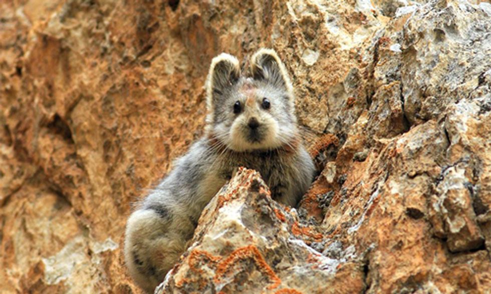 5 Species Bouncing Back From the Brink of Extinction