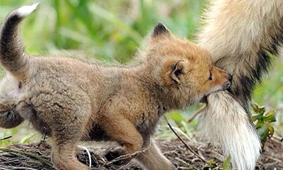 Love Wildlife? Check Out These 11 Stunning Photos From Yellowstone National Park