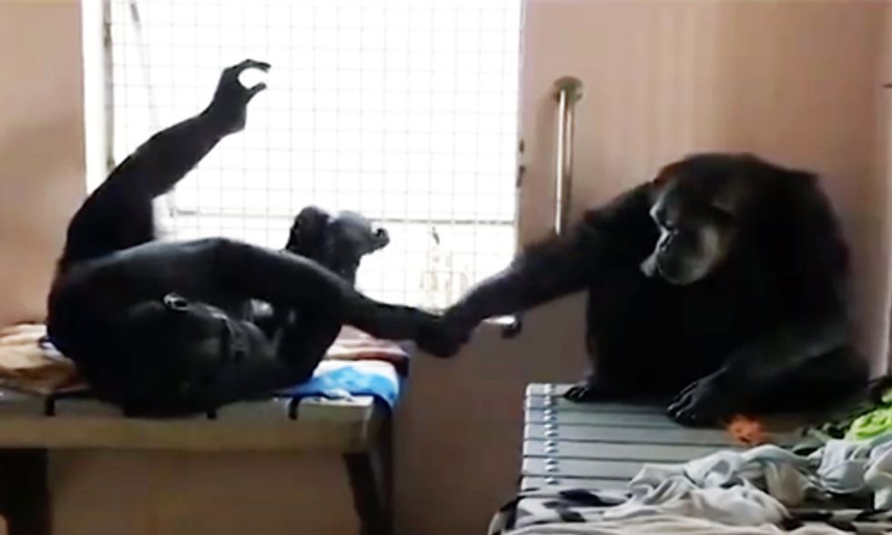 Rescued Chimp Who Lived Alone for 18 Years Won't Stop Holding Hands With New Friend