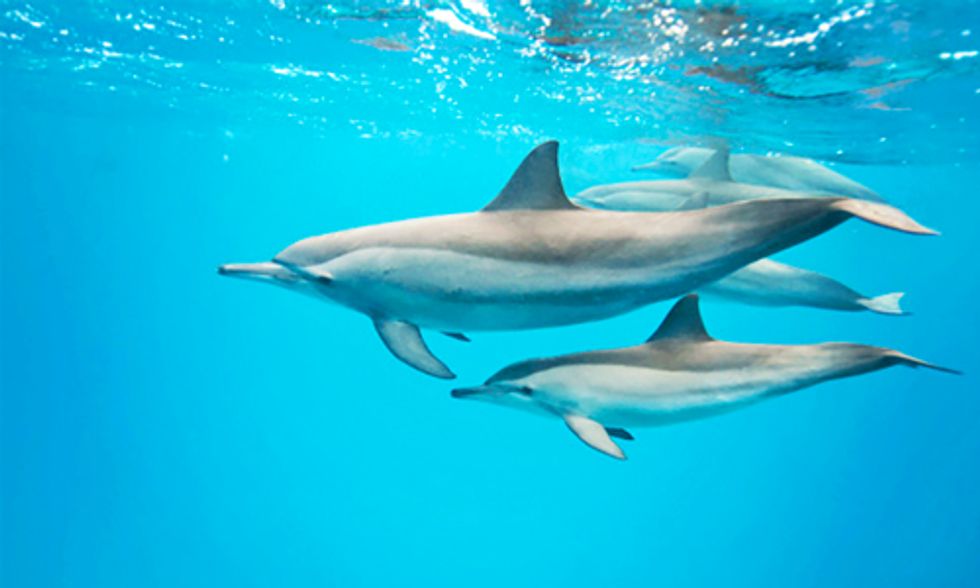 Want to Swim With Dolphins? Read This First
