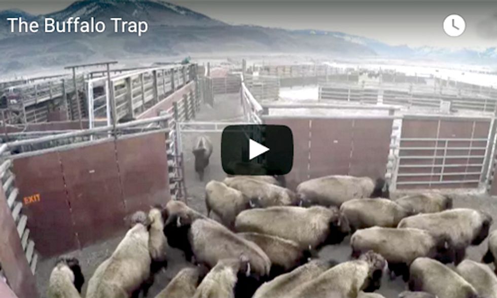 WARNING ... This Video Will Break Your Heart: 150 Wild Buffalo Captured at Yellowstone