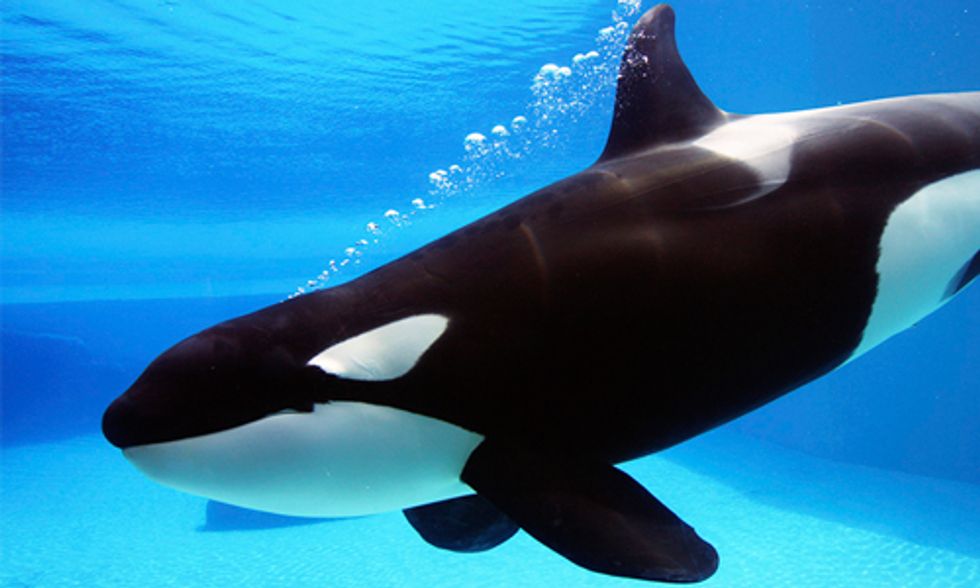 SeaWorld to End Captive Breeding of Killer Whales