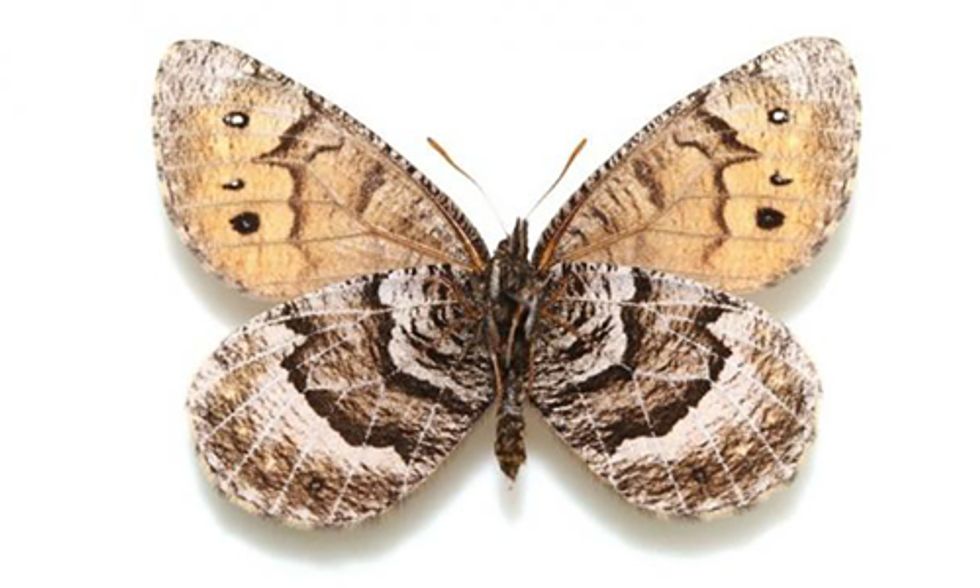 First New Butterfly Species Found in Alaska in 28 Years: Is it an Ancient Hybrid?