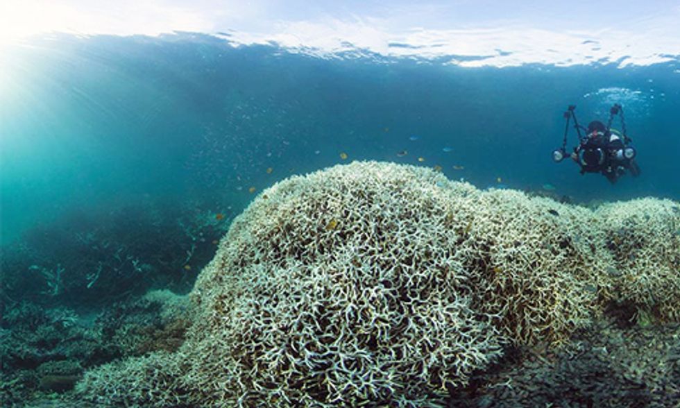 Dramatic Images Show Worst Coral Bleaching Event to Ever Hit Most Pristine Part of Great Barrier Reef