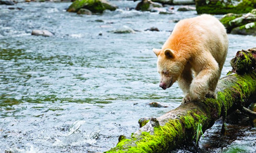 Great Bear Landmark Agreement Protects World’s Largest Temperate Rainforest