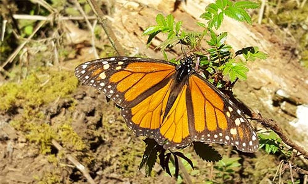 Eastern Monarch Butterflies at Risk of Extinction