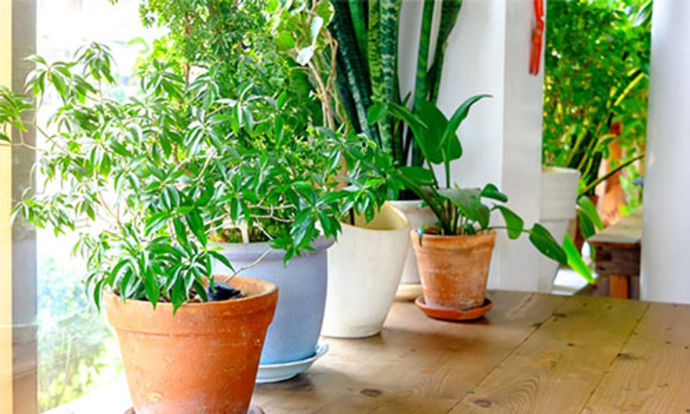 5 Common Houseplants That Clean the Air for a Healthier Home