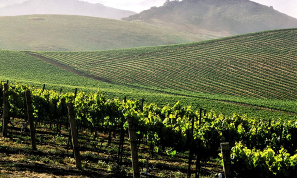 Monsanto's Glyphosate Found in California Wines, Even Wines Made With Organic Grapes