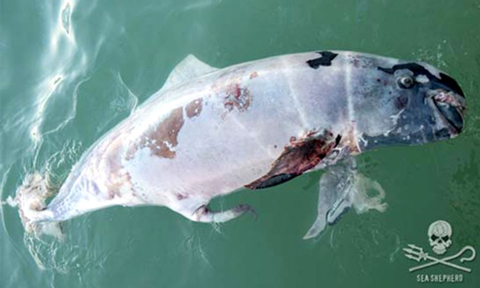 3 Vaquitas Found Dead: The Most Endangered Marine Mammal in the World