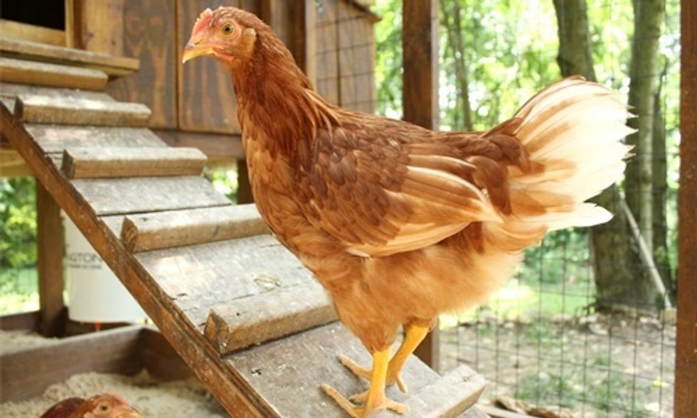 14 Great Reasons to Raise Backyard Chickens