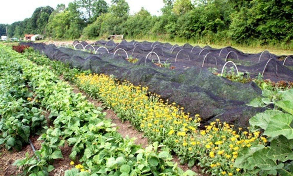 12 Universities Leading the Charge in Serving Locally-Sourced Food