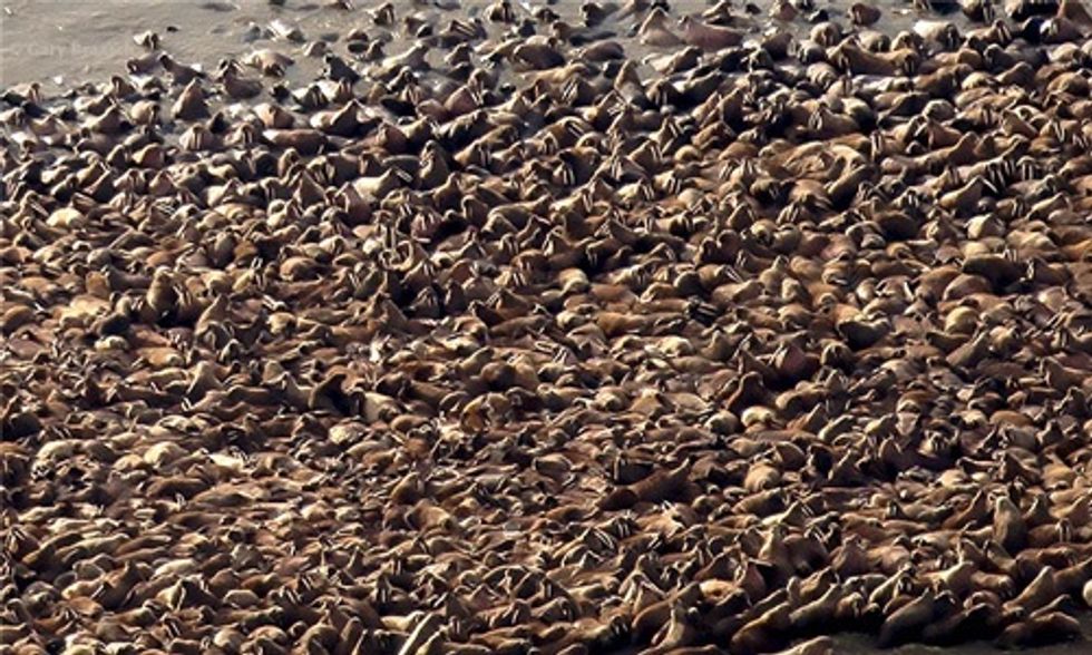 700 Walrus Seen Near Shell Oil Rigs in Arctic as Obama Visits Alaska