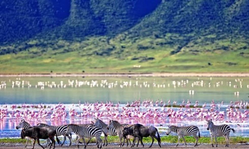 What the World Would Look Like Without Humans