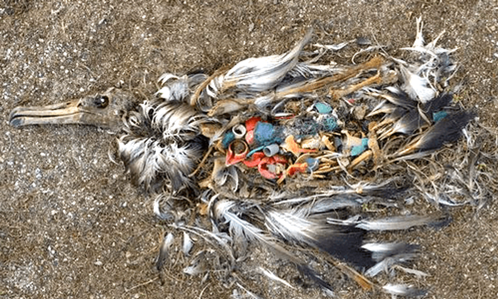 Ocean Plastic Will Be Found in 99 Percent of Seabirds by 2050