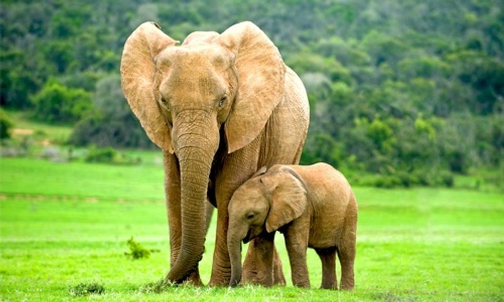 2 Elephants Killed in National Park Sparks Fear of More Poaching