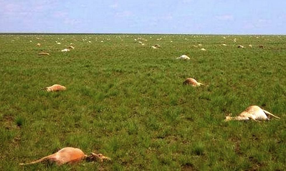Why Did 60,000 Endangered Antelopes Mysteriously Die in Four Days?