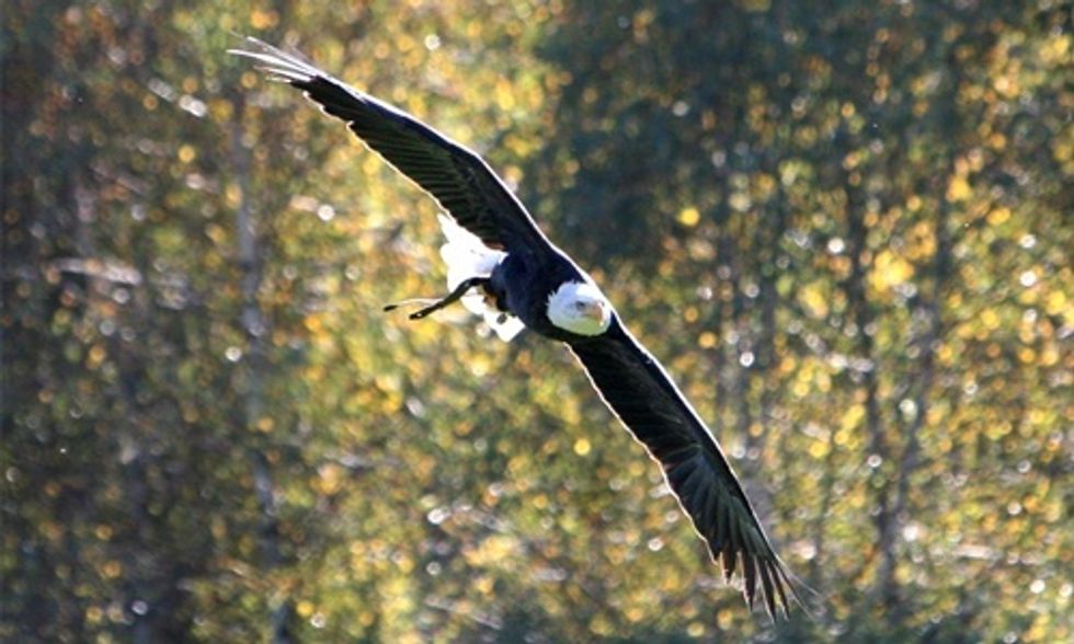 Audubon Society: North American Birds Are Threatened by Climate Change