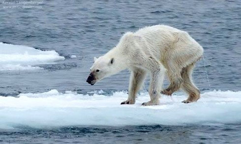 Shocking Polar Bear Photos Show Stark Reality of Climate Change