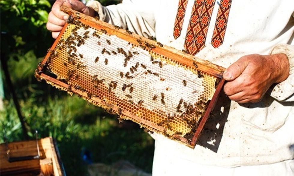 Bees Win Big in Court, EPA's Approval of Toxic Pesticide Overturned