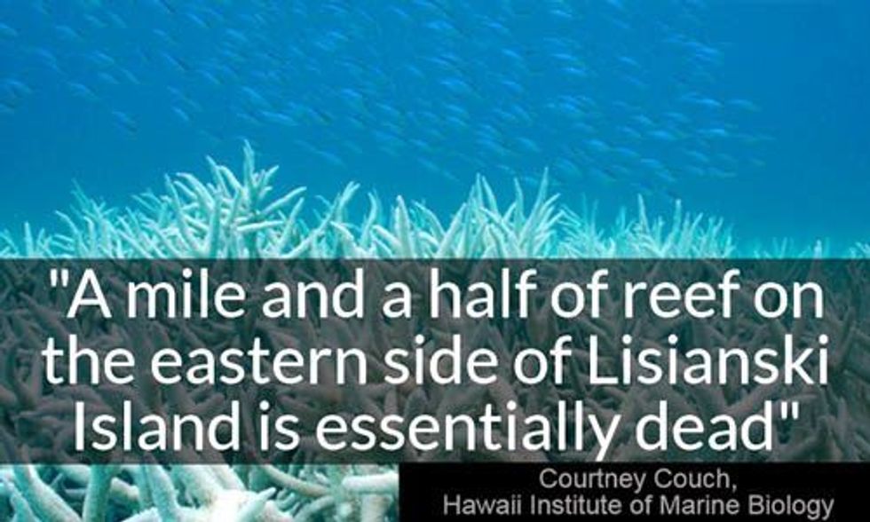 Hawaii on Verge of Worst Coral Bleaching in History as Water Temperatures Soar