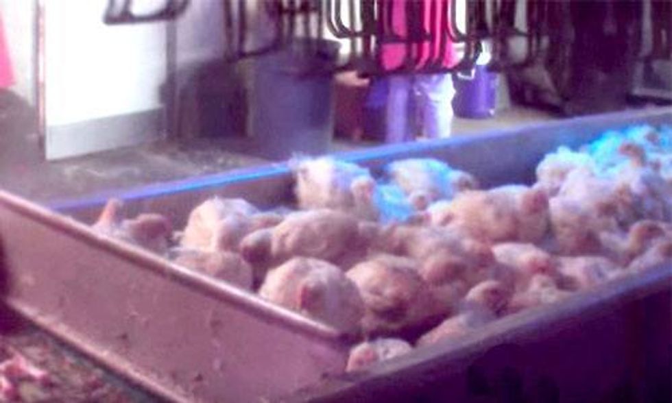 Secret Footage Exposes Tyson's Shocking Cruelty to Chickens
