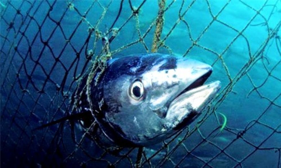 Marine Species on 'Brink of Collapse,' Says WWF Report
