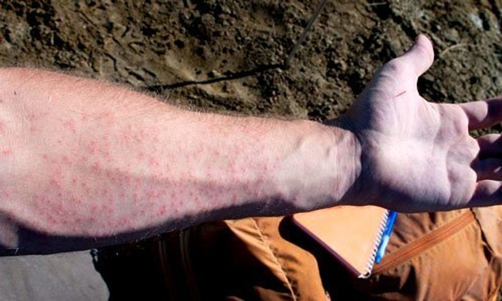 Arctic Warming Produces Mosquito Swarms Large Enough to Kill Baby Caribou