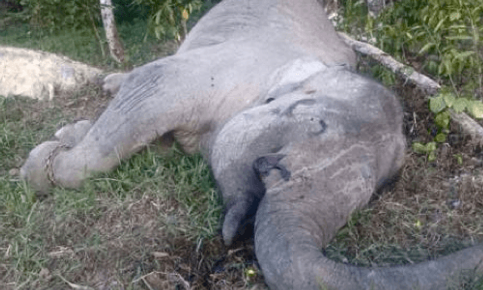 Beloved Elephant Yongki Killed by Ivory Poachers, Sparks Outrage