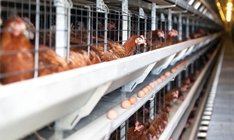 USDA Plans to Bake Chickens Alive