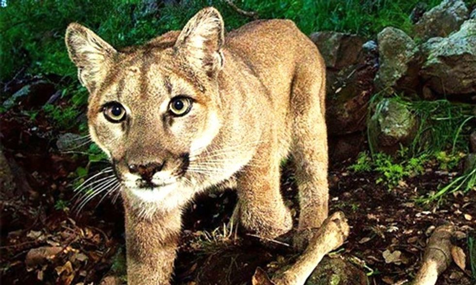 World's Largest Wildlife Corridor to Be Built in California