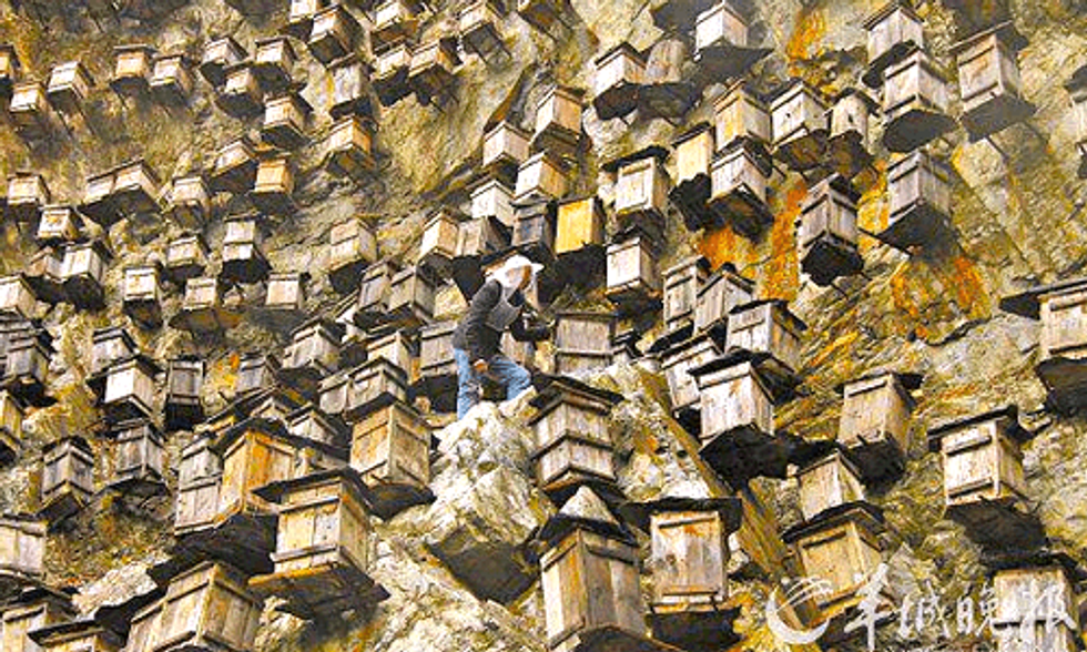 700 Beehives Hang Off This Rocky Cliff to Boost Dwindling Bee Populations