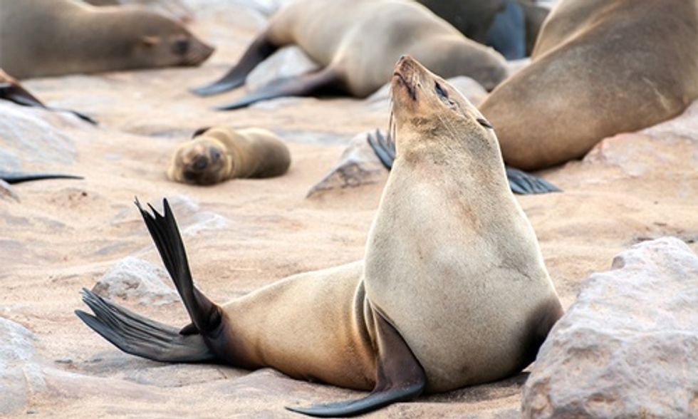 Endangered Fur Seals Dying at Alarming Rate Along California Coast