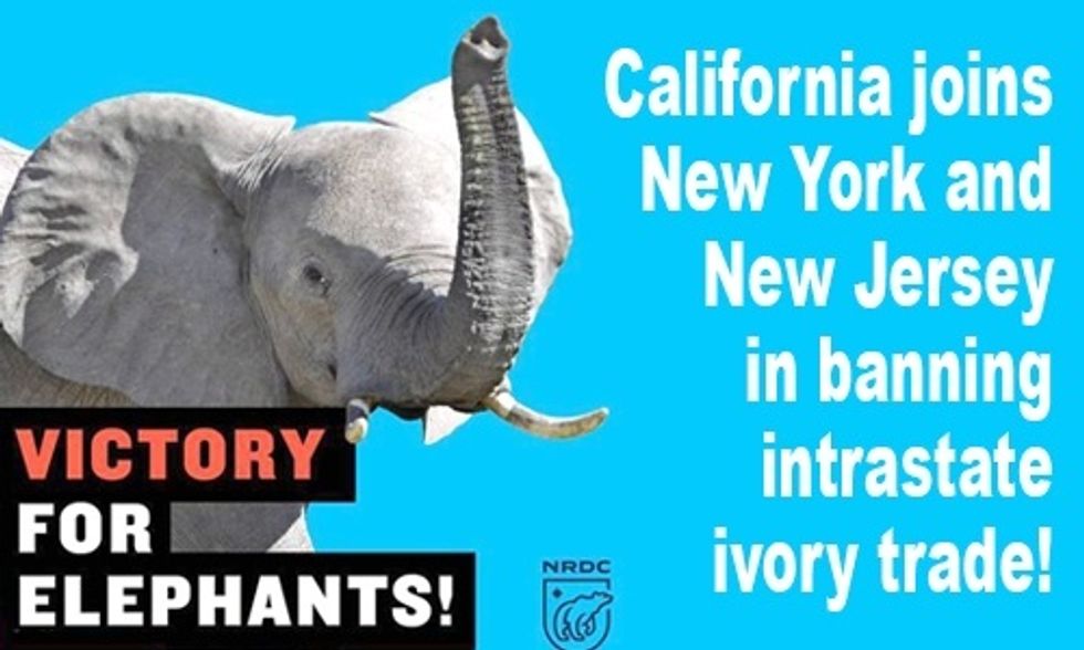 California Becomes Third U.S. State to Ban Ivory Trade