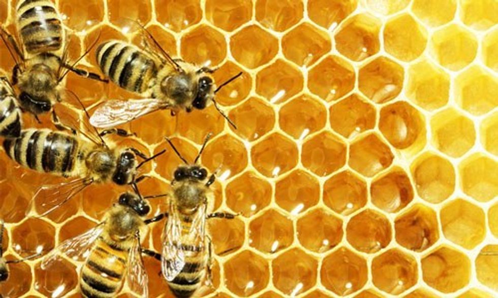 Honeybees Face Global Threat: If They Die, So Do We