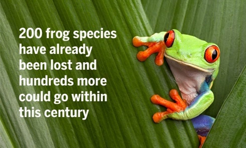 Frogs Are on the Verge of Mass Extinction, Scientists Say
