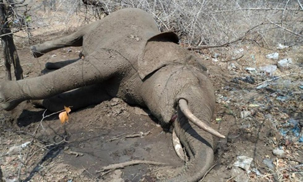 14 Elephants Killed With Cyanide in Zimbabwe