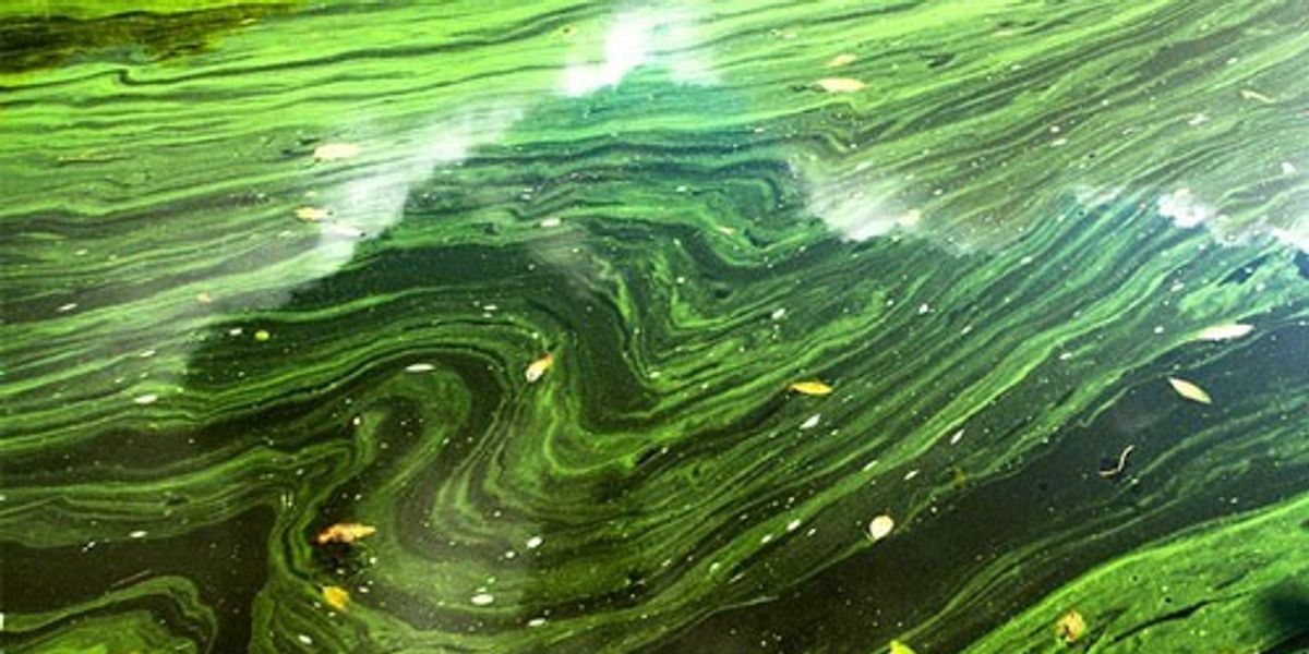 Scientists Turn Green Algae Into Biofuel at 50 a Barrel