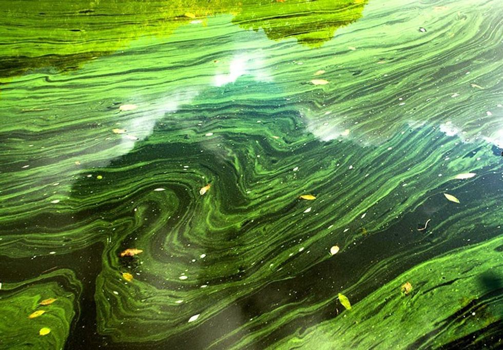 Scientists Turn Green Algae Into Biofuel at 50 a Barrel EcoWatch