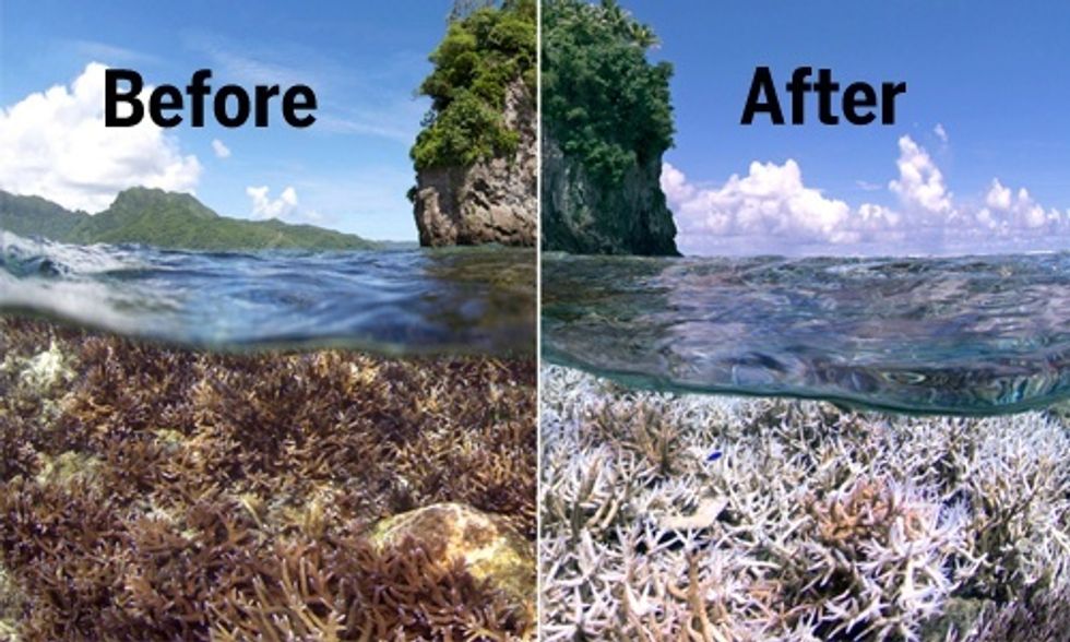 World's Oceans Face Worst Coral Die-Off in History, Scientists Warn
