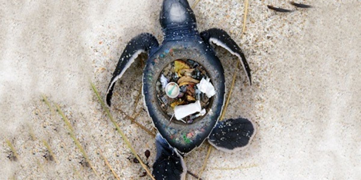 Disturbing Images Expose the Horrific Impact of Plastic Trash on Marine ...