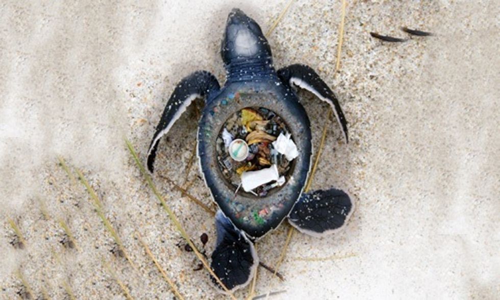 Disturbing Images Expose the Horrific Impact of Plastic Trash on Marine Animals