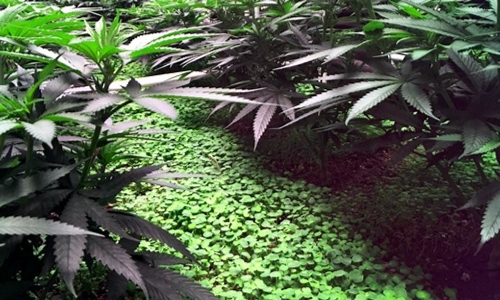 The Carbon Footprint of Growing Pot and the Quest for Organic Weed