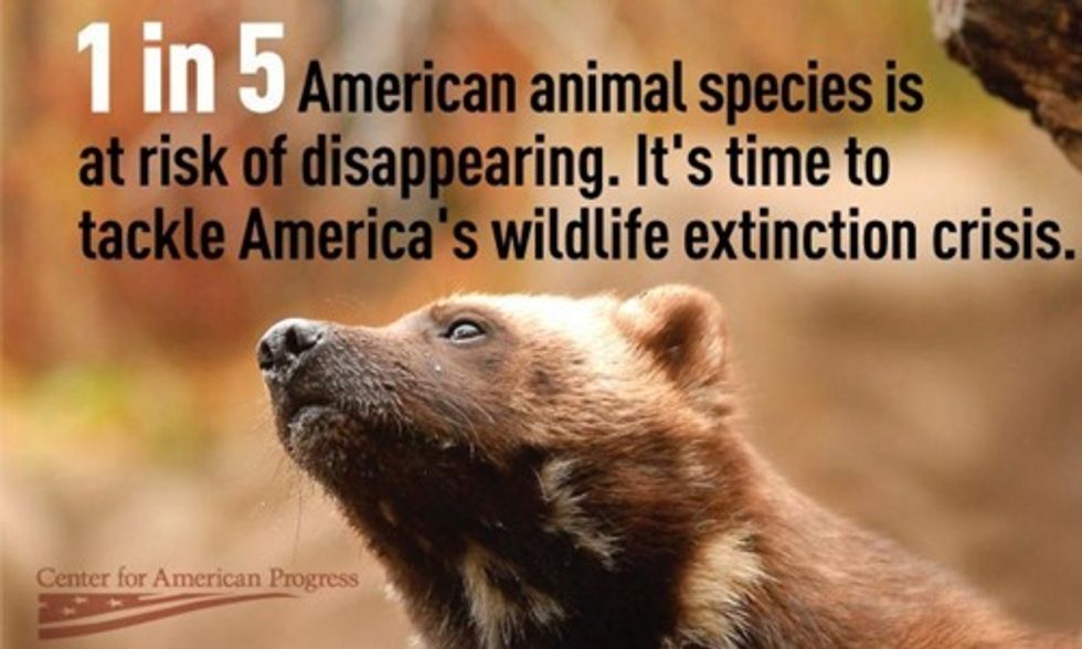 1 in 5 American Animal Species Is at Risk of Extinction