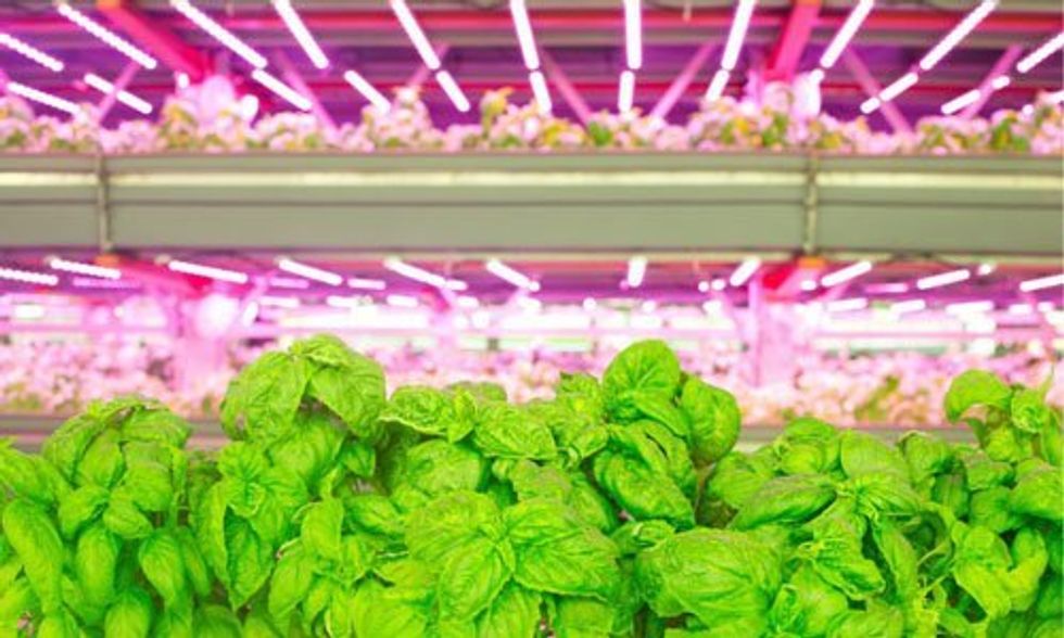 Inside the Nation's Largest Organic Vertical Farm